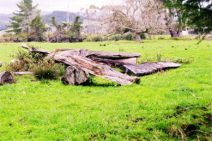 Swamp Kauri Stumps
