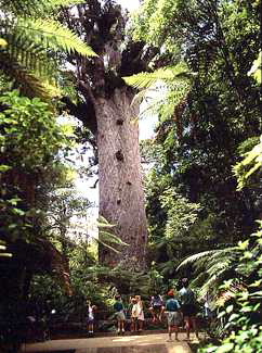 Tane Mahuta - Majestic Giant Kauri